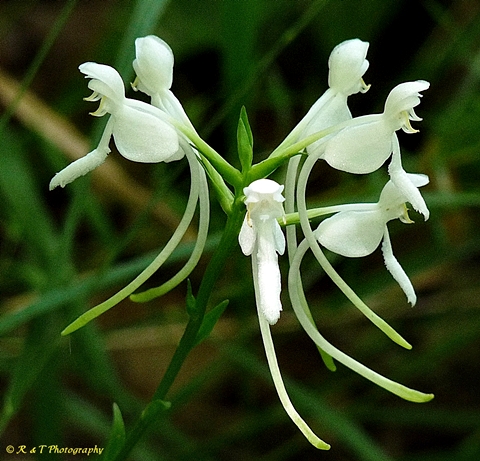 {Platanthera integrilabia}